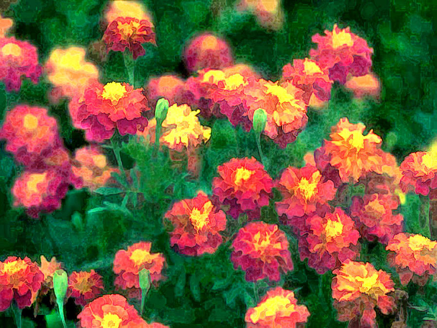 Mob Of Orange Marigolds Painting By Elaine Plesser