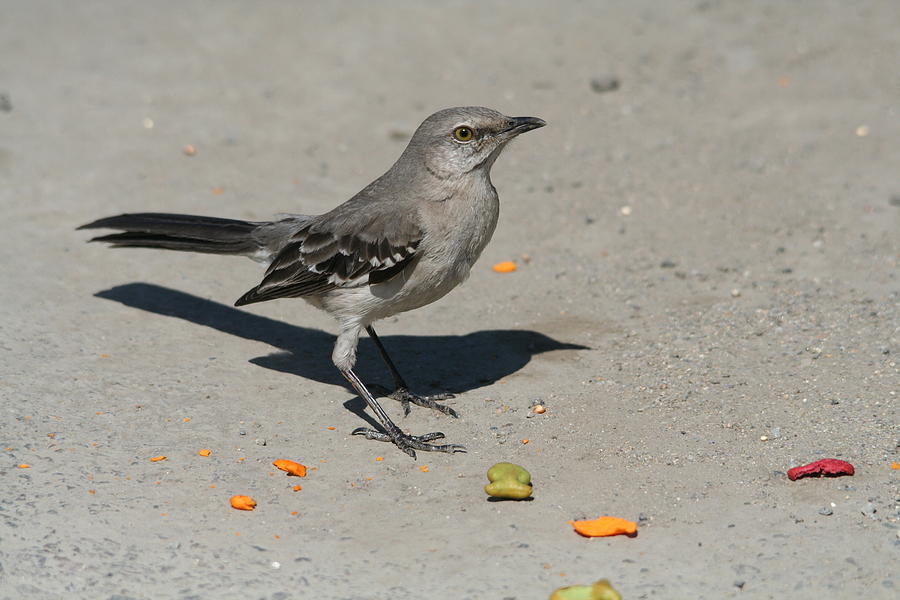 mocking bird eating goldfish photograph by darlene stout mocking bird eating goldfish photograph by darlene stout