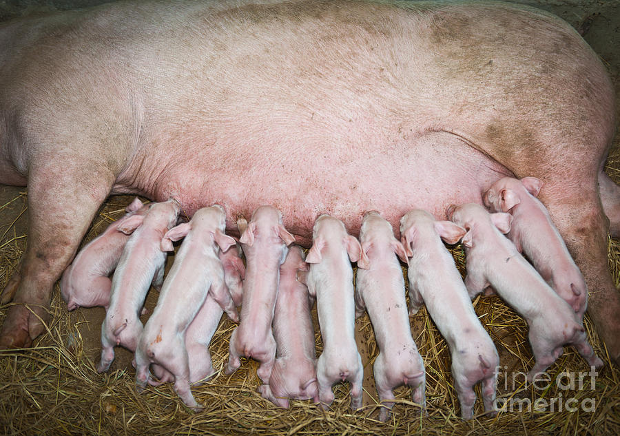 Baby Pig Images