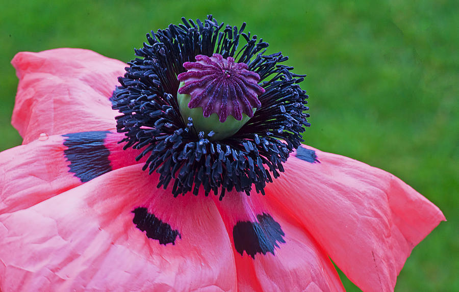 Mona Lisa Anemone