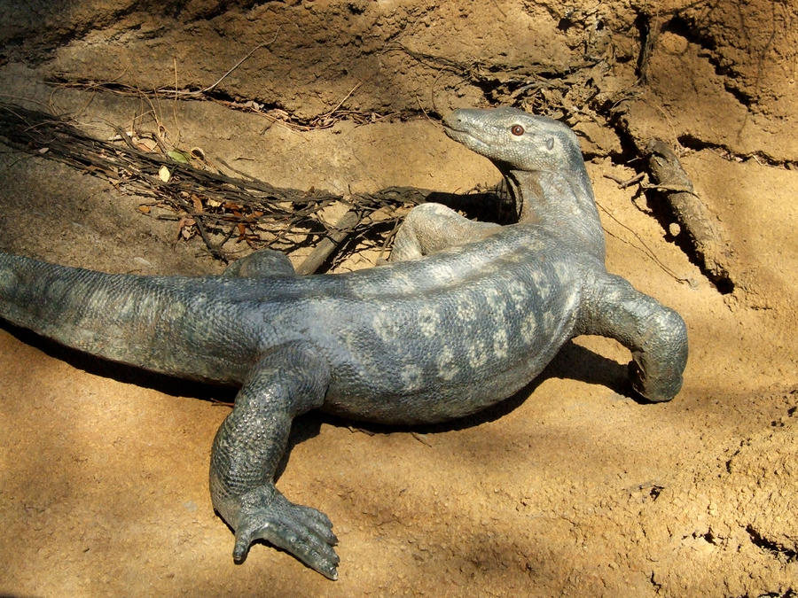 Monitor Lizard At Saint Louis Zoo Photograph by David Edwards