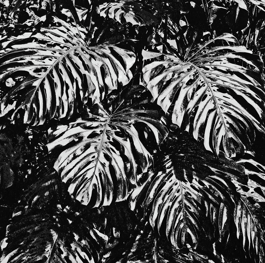 Leaves Black