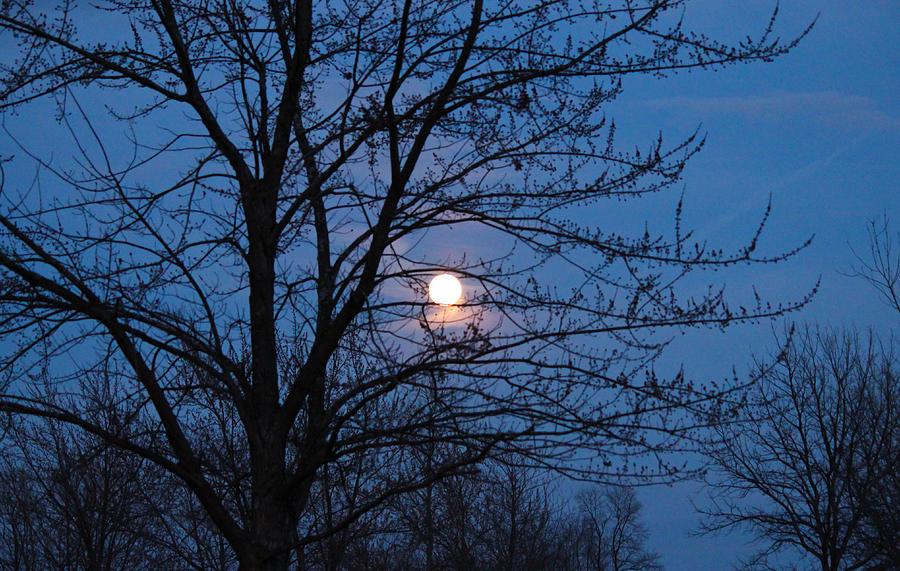 Moon Light Through Trees Photograph By Rachel Cohen