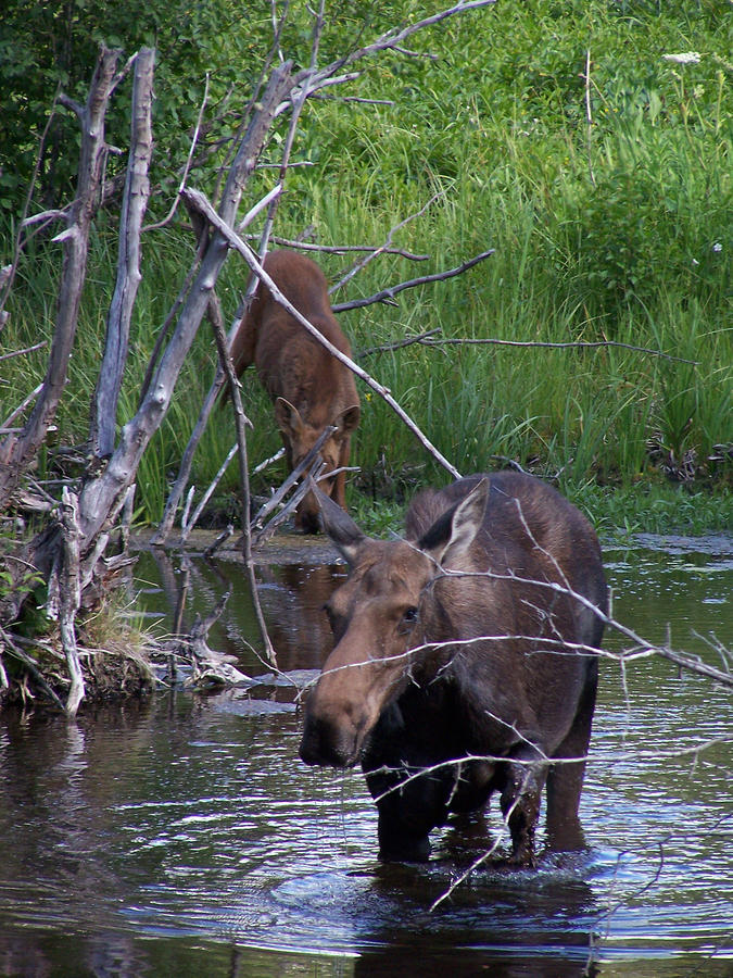 Moose And Baby