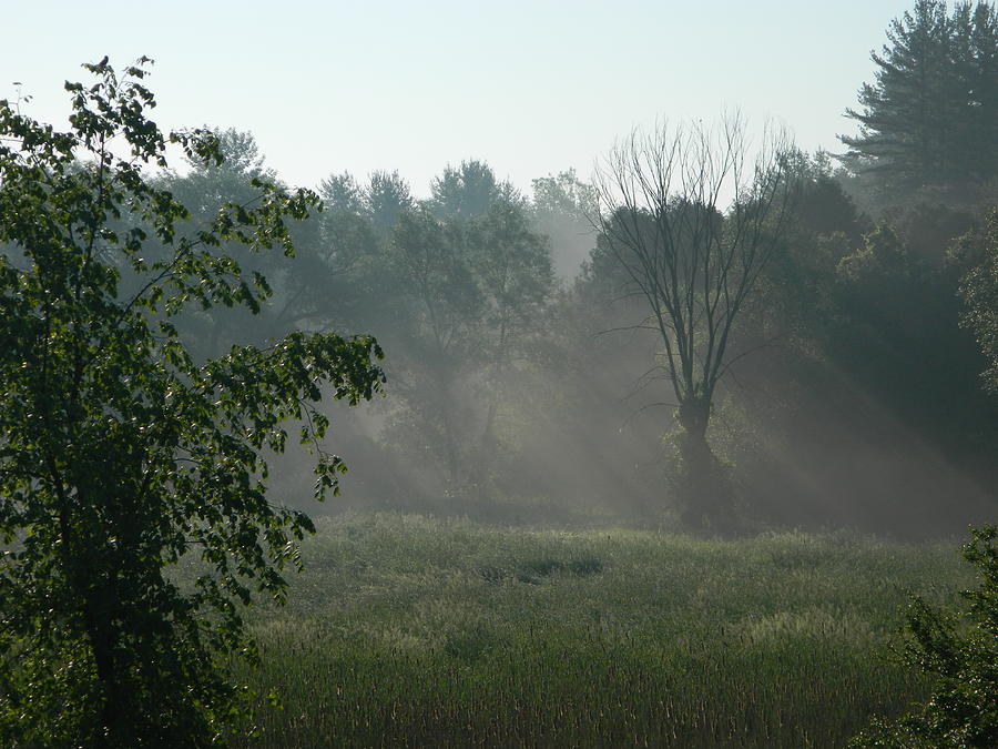  - morning-sun-through-the-fog-judy-horan