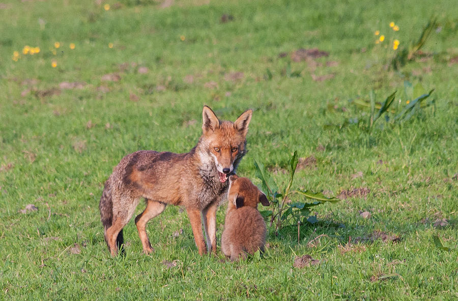 Cub Fox