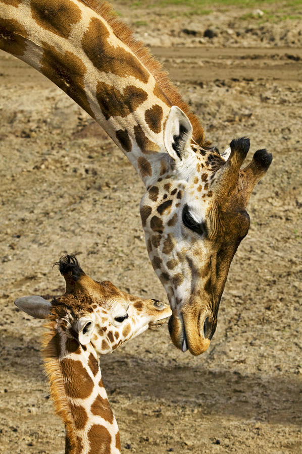 giraffe with baby