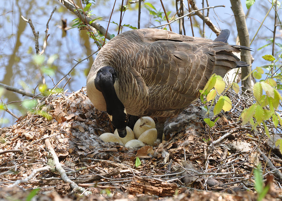 goose goose duck proximity chat