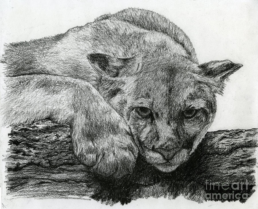 Mountain Lion Drawing by Chris Trudeau