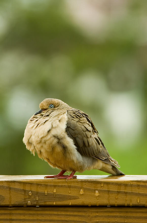 Mourning Dove Sleeping by Tom Biegalski