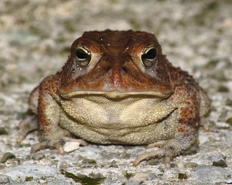 http://images.fineartamerica.com/images-medium-large/mr-toad-paul-sisco.jpg