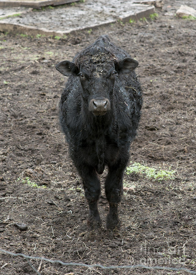 Muddy Cow