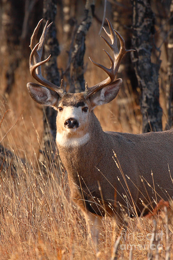 Mule Deer Trophy Buck By Max Allen