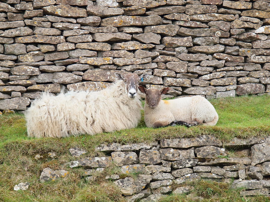 Mum Sheep