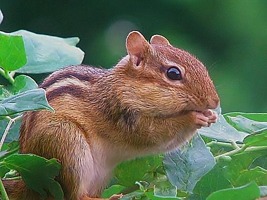  - munchies-carol-olejnik