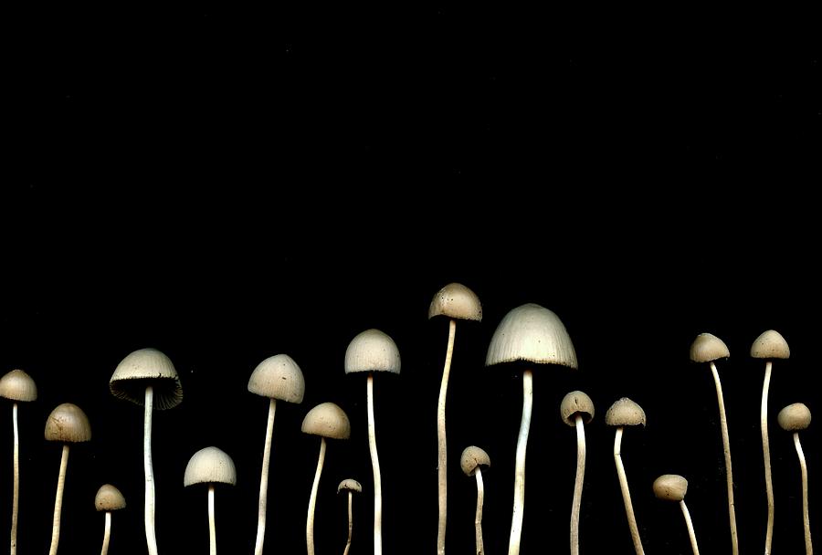 Mushrooms In Line With Black Background by Horticultural Art - Fred Michel