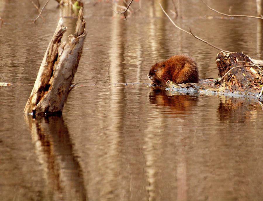 young muskrat