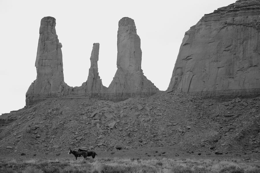 Navajo Horses