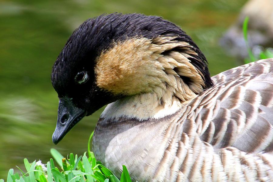 nene-hawaii-state-bird-by-mary-deal