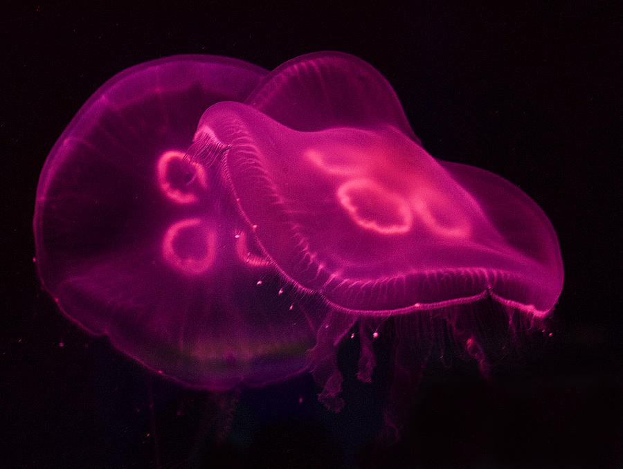  - neon-jelly-fish-ercole-gaudioso