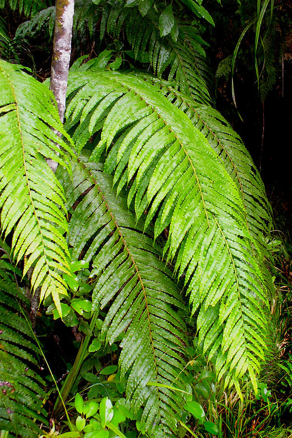 New Zealand Native Fern by Coral Dolan