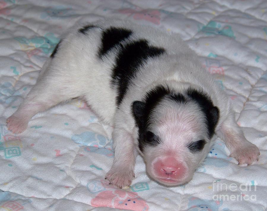 Puppy Newborn