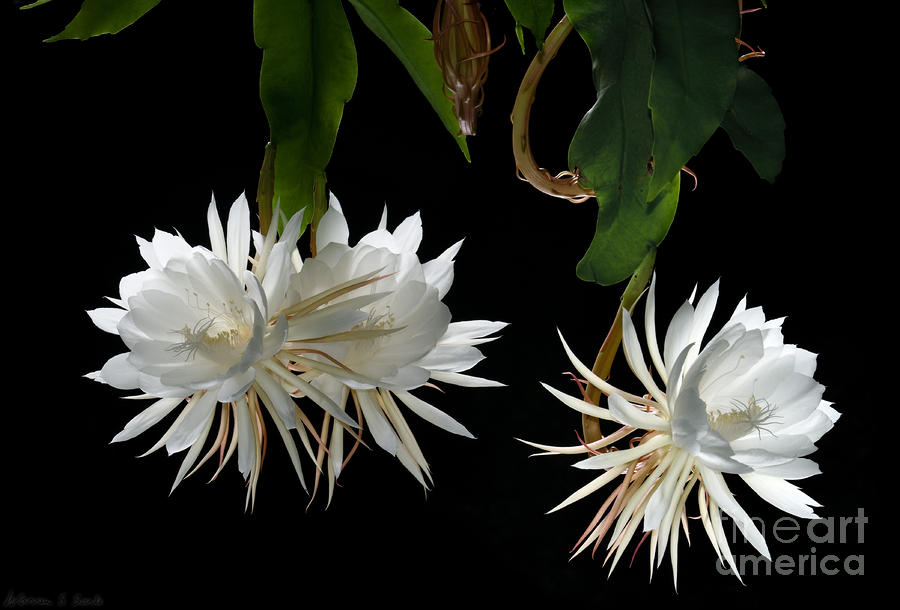 What is a night-blooming cactus?