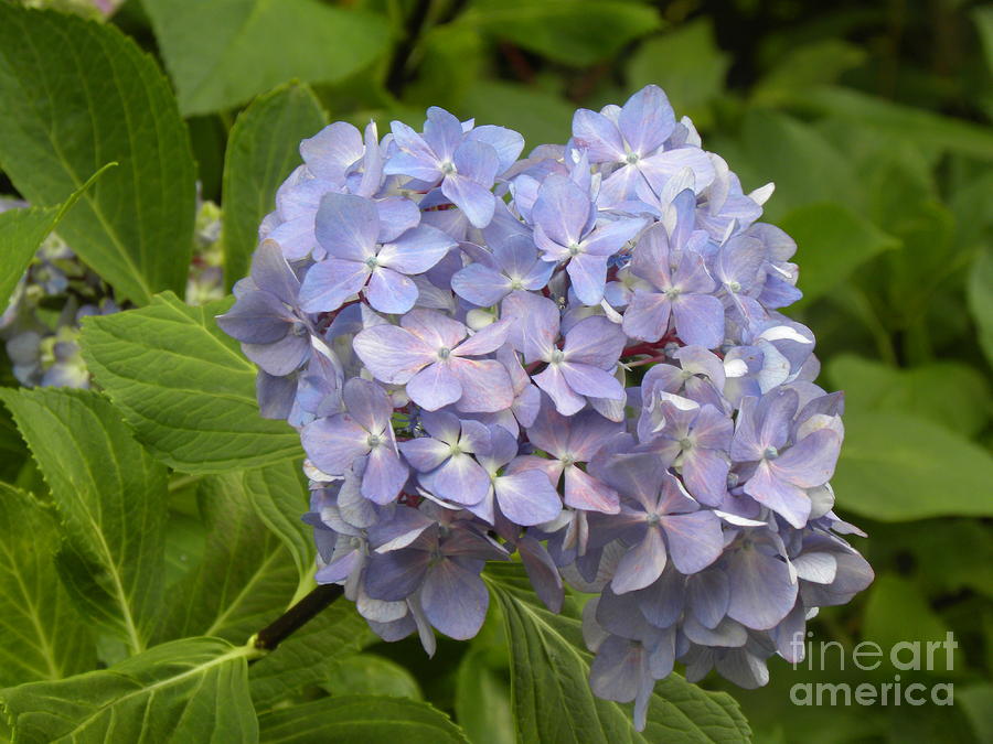 Nigra Hydrangea is a photograph by Janet Dickinson which was uploaded 