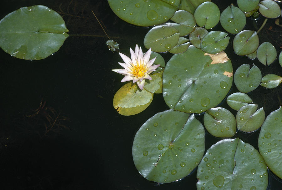 Nile Lily Egypt