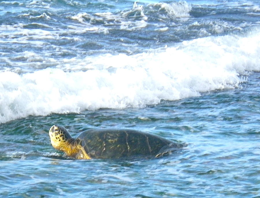 north shore turtle