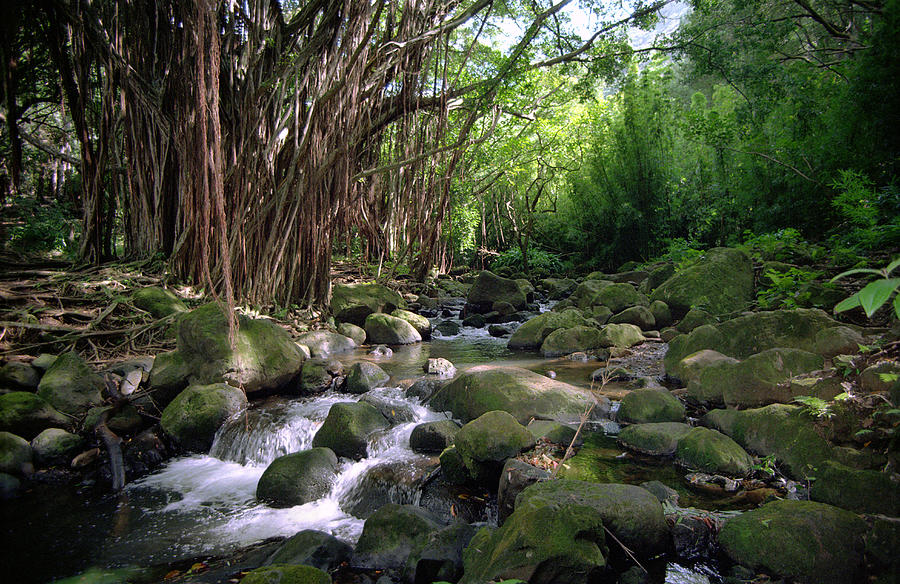 Nuuanu Stream