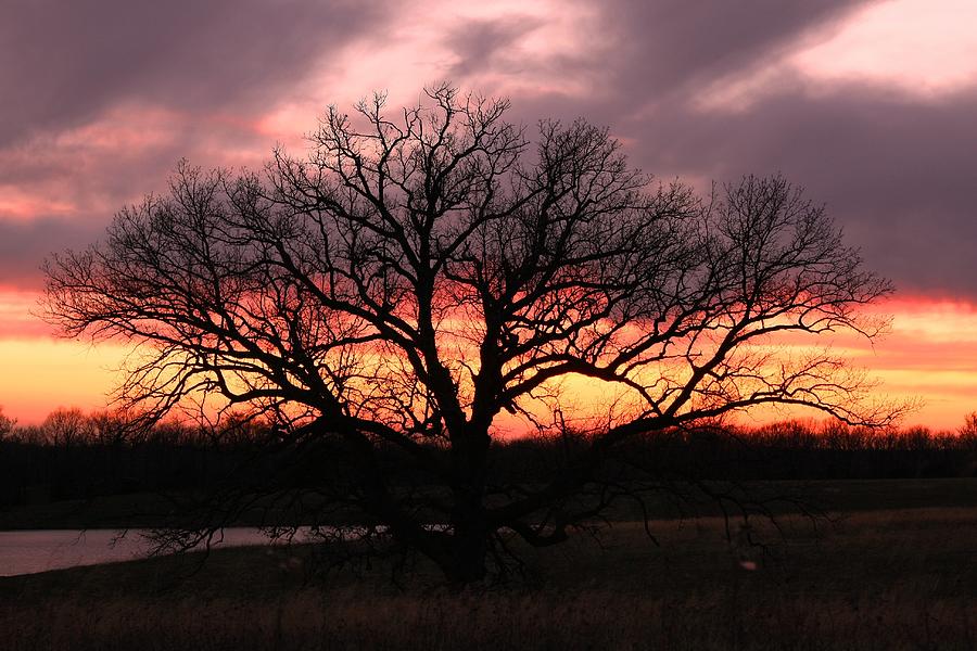 Oak Tree Sunset Photograph By Joe Coelho Fine Art America