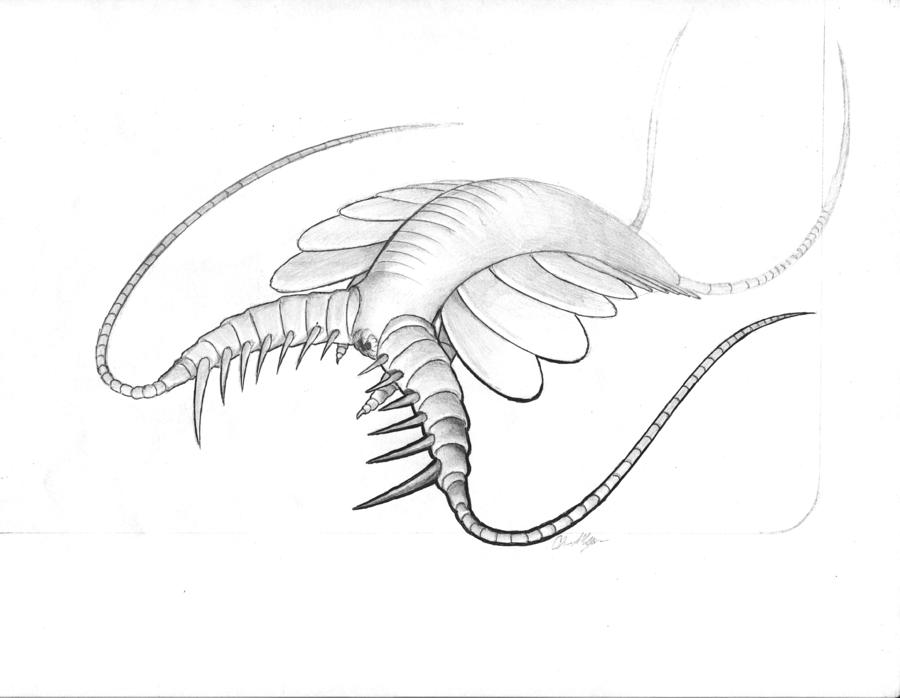 Drawings Of Shrimp