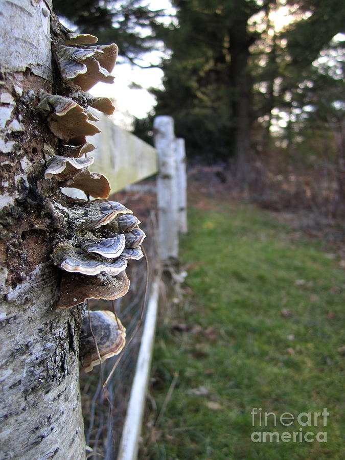 Birch Fence