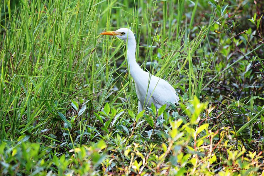  - on-the-hunt-suzanne-mcclain-