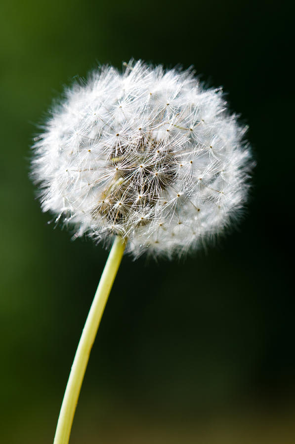 One Dandelion