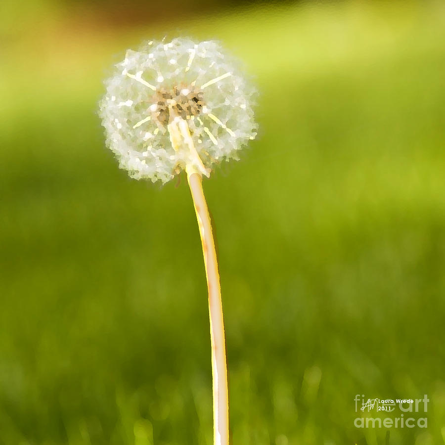 One Dandelion