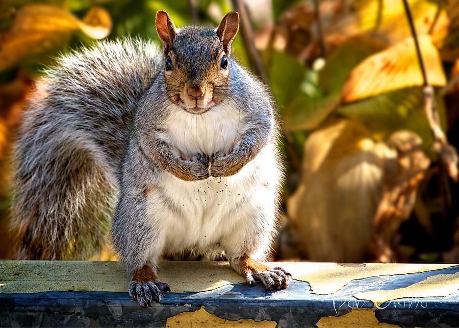 Squirrel Bodybuilder