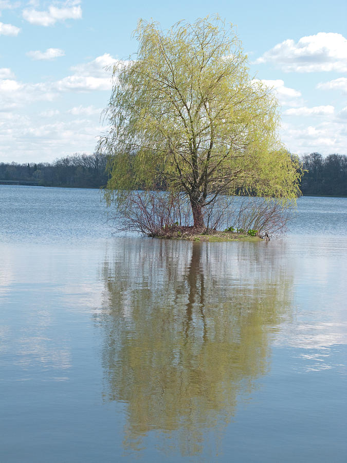 Tree Island