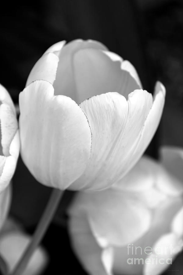 Black Tulip Flower
