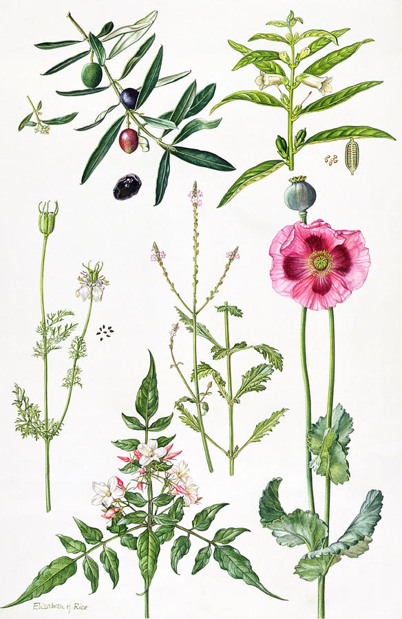Opium Poppy Images