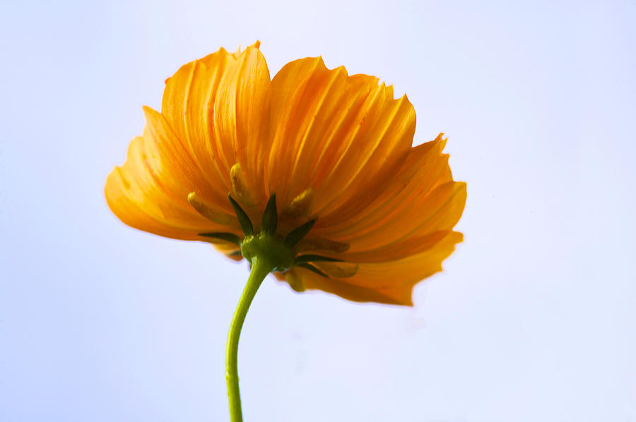 Orange Cosmos Cosmos Flowers Coreopsideae Photograph By Rich Franco