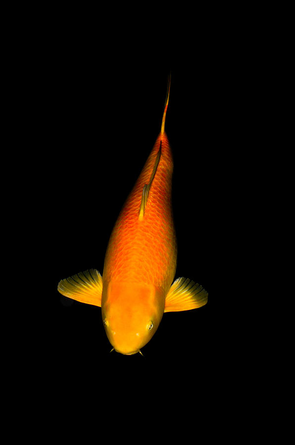 Ogon Koi