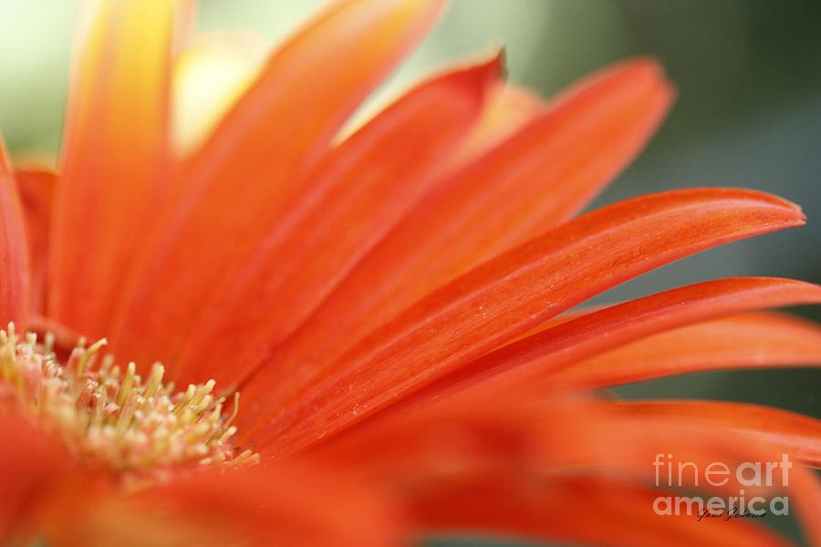 Orange Petals Photograph By Yumi Johnson Fine Art America