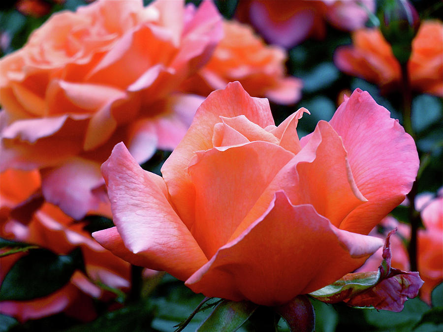 Orange-pink Roses by Rona Black