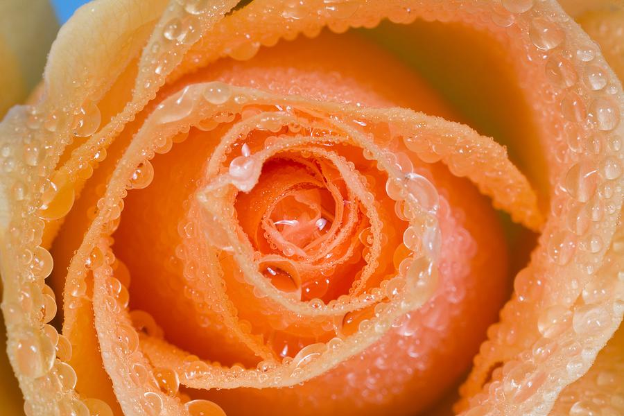 images.fineartamerica.com/images-medium-large/orange-rose-with-dew-craig-tuttle.jpg