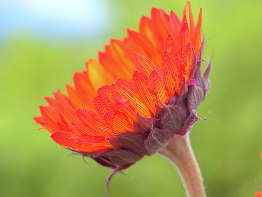  - orange-sun-flower-linda-weyers