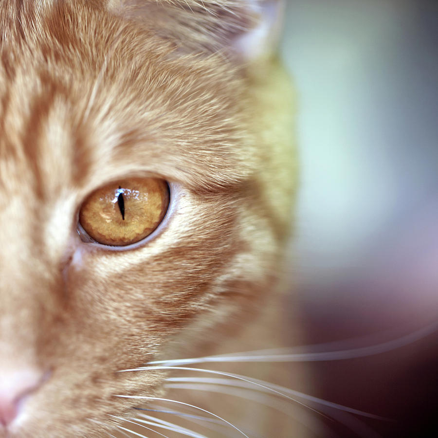 orange tabby cat with green eyes