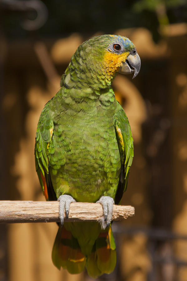 Orange Amazon Parrot
