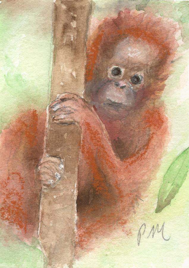 Baby Monkey Orangutan